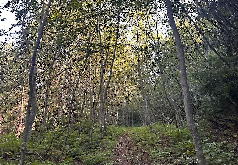 Petgill Lake Trail
